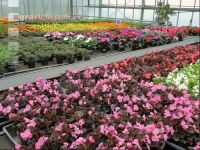 Blumenverkauf im Gewächshaus 6