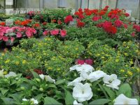 Blumenverkauf im Gewächshaus 4