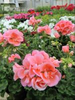 Blumenverkauf im Gewächshaus 3