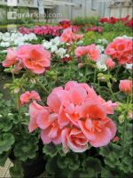Blumenverkauf im Gewächshaus 2