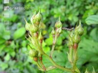 Erannis defoliaria 2