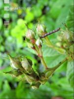 Erannis defoliaria 1