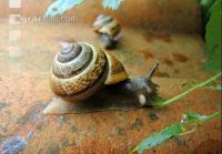 Snail  2