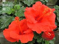 Hibiskus 4