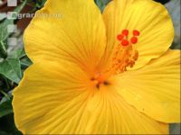 Hibiskus 3