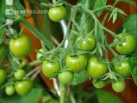 Tomaten unreif 1