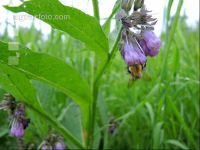 Wildbienen