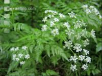 Wiesenkerbel 1