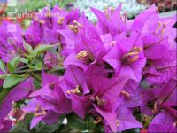 Bougainvillea 2