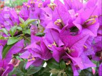 Bougainvillea 1