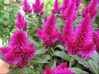 Celosia 1