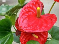 Flamingoblume 2