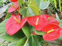 Flamingoblume 1