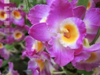 Dendrobium 2