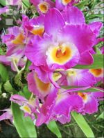 Dendrobium 1