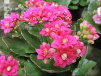 Kalanchoen 4
