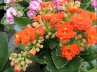 Kalanchoen 3