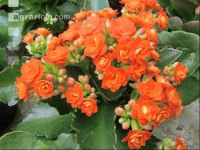 Kalanchoen 2