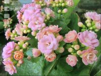 Kalanchoen 1