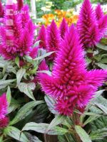 Celosia 2