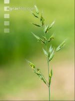 Flaumhafer 4