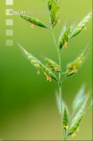 Flaumhafer 3