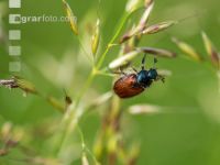 Garden chafer on oak grass