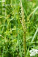 Goldhafer 1