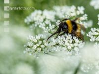 Hummel auf Geißfuß 2