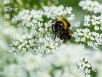 Hummel auf Geißfuß 1
