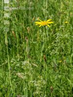 Wiesenbocksbart 1
