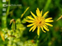 Wiesenbocksbart 2