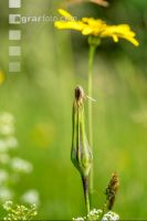 Wiesenbocksbart 3