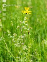 Wiesenbocksbart 4
