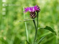 Wiesenflockenblume 1