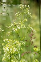 Wiesenlabkraut 3