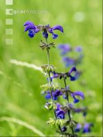 Wiesensalbei 1