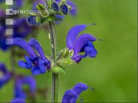 Wiesensalbei 2