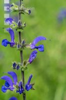 Wiesensalbei 3