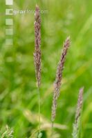 Wolliges Honiggras 1