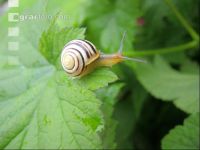 Garten-Bänderschnecke 2