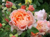 Rose 23