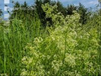 Wiesenlabkraut 1