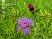 Wiesenflockenblume 2