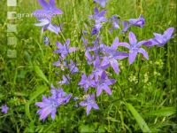 Wiesenglockenblume