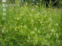 Wiesenlabkraut 2