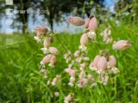 Taubenkropf Leimkraut 3
