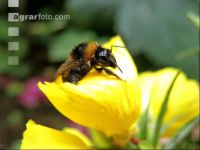 Dunkle Erdhummel 2