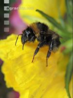 Dunkle Erdhummel 3