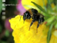 Dunkle Erdhummel 4